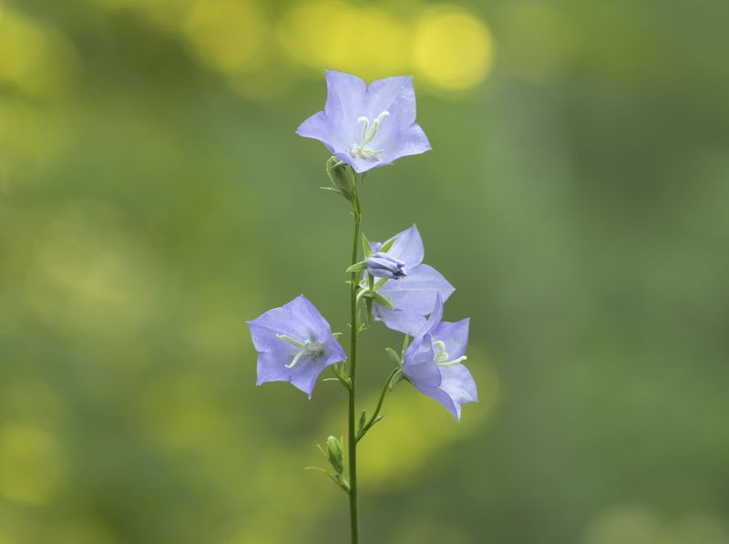 боке, цветок Колокольчикphoto preview