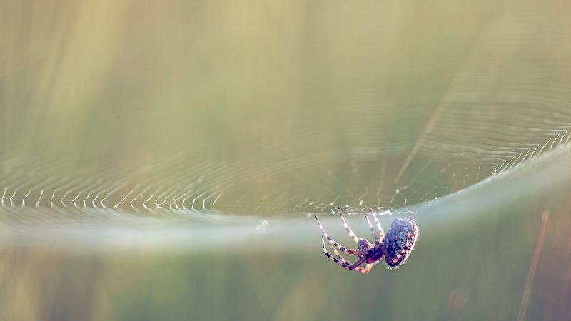 Тигрица на паяжинаphoto preview