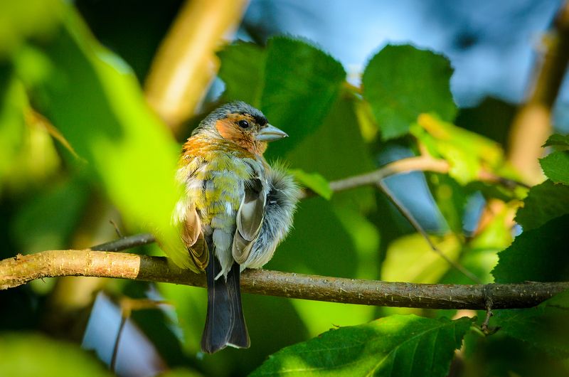 #зяблик Зябликphoto preview