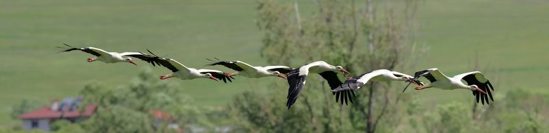 Как Журавлиphoto preview