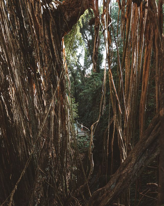 Лианы фото превью