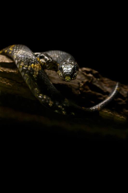 Schrenckii snakephoto preview