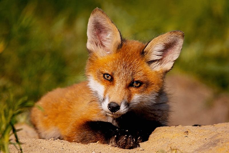 природа ***photo preview