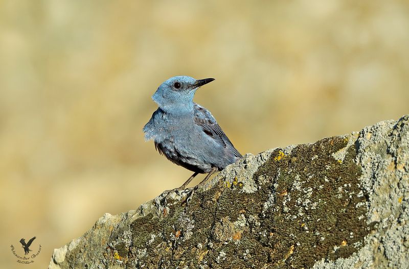 синий каменный дрозд. Синий каменный дрозд.photo preview