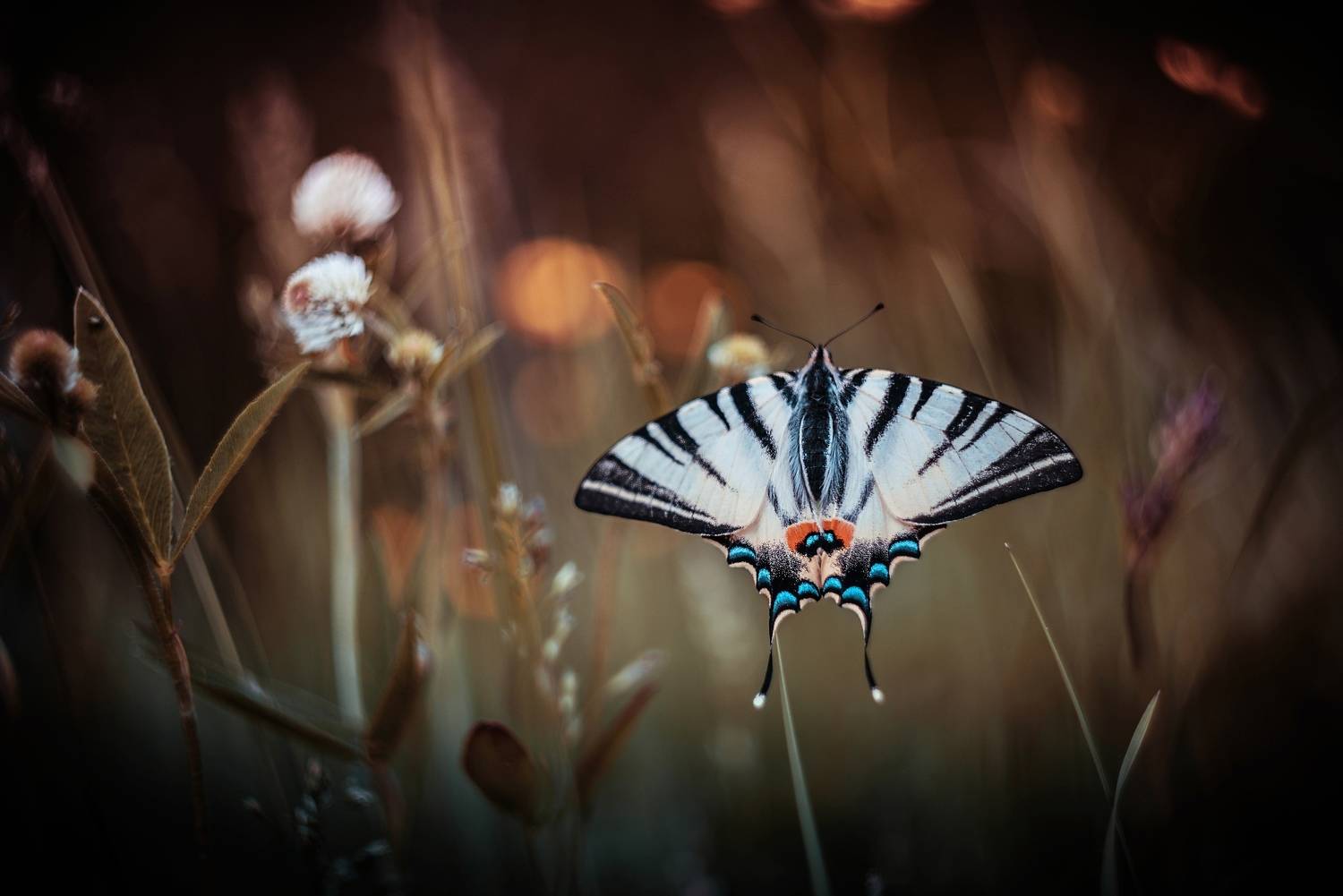 , Лапшина Владлена