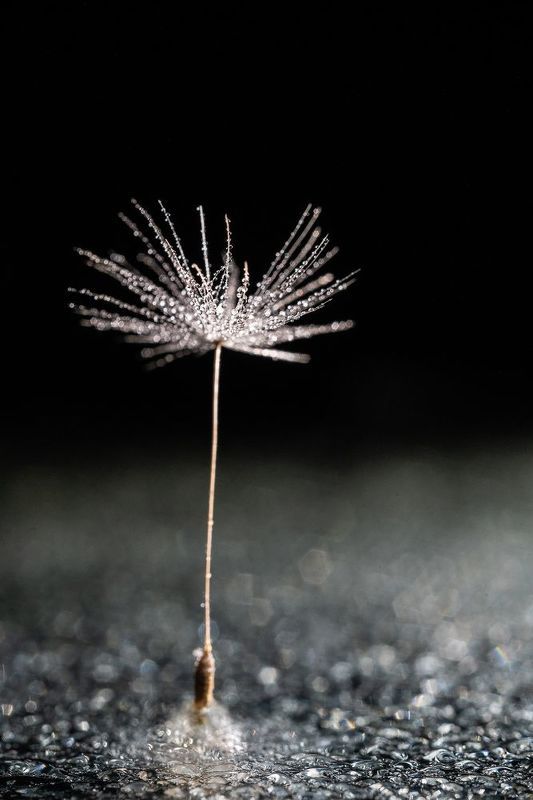 пушинка, одуванчик, макро, капли Хрустальнаяphoto preview