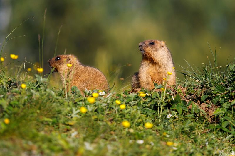 сурки, моршанск, тамбовская область,  Сурки фото превью