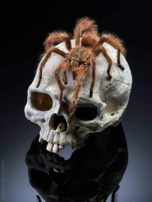 паук, студия, череп Символыphoto preview