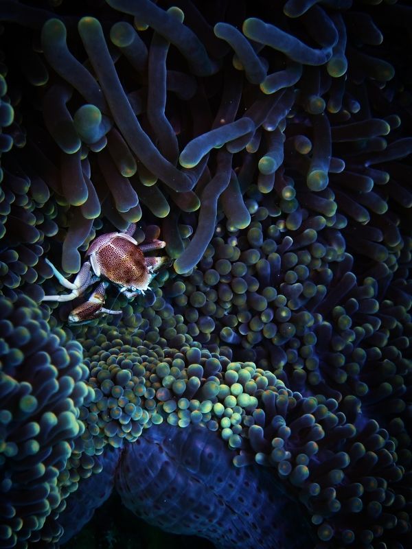 На гребне волныphoto preview