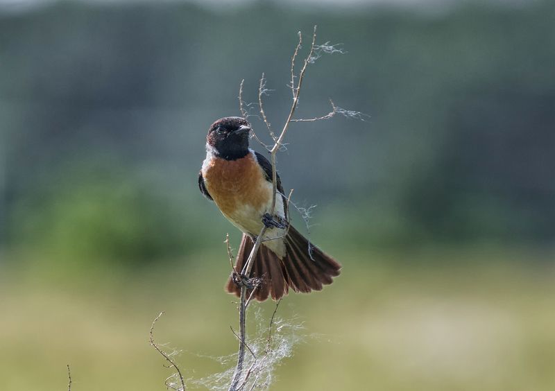птица, черноголовый чекан, самец, Черноголовый чекан.photo preview