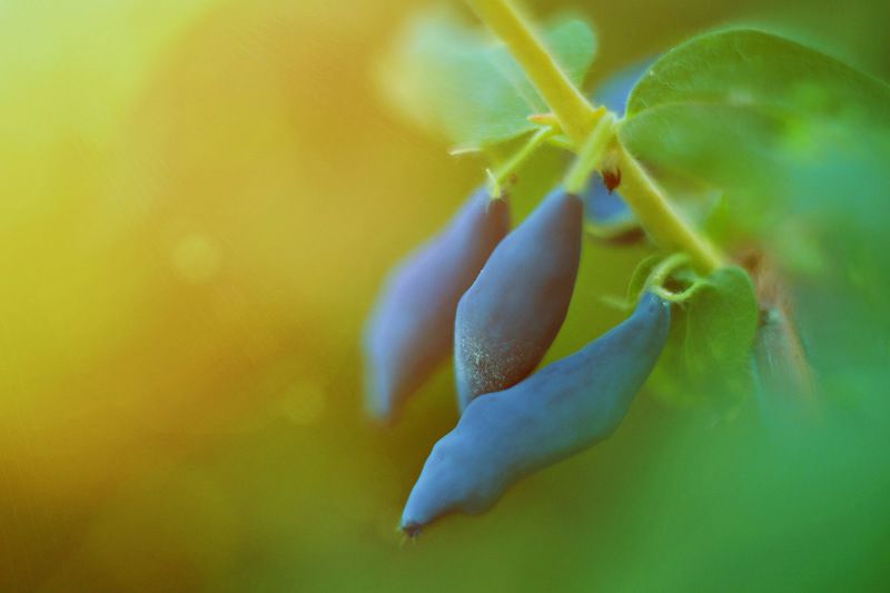 лето, ягоды, nikon, helios, природа Жимолостьphoto preview