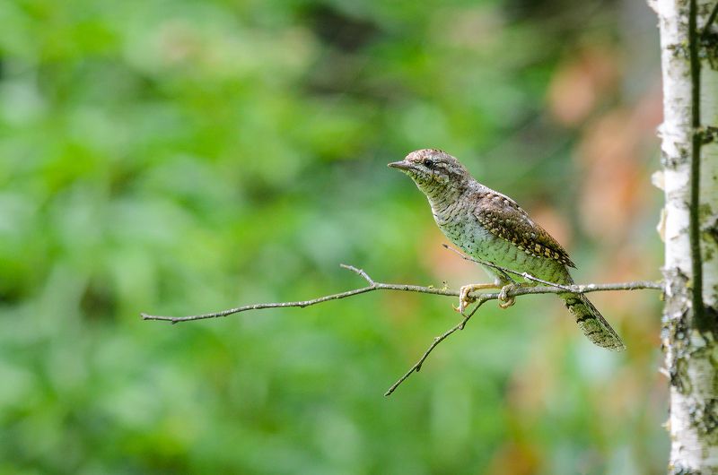 #вертишейка Вертишейкаphoto preview