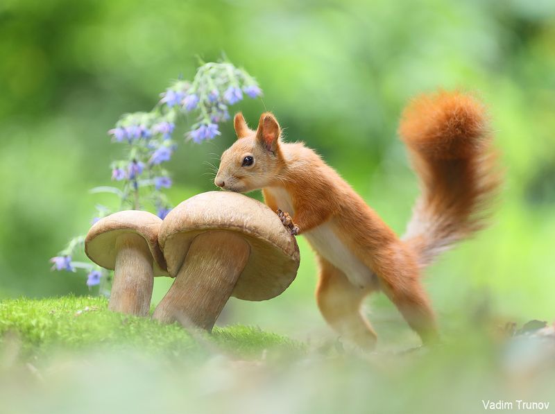 белка, squirrel, грибы ***photo preview