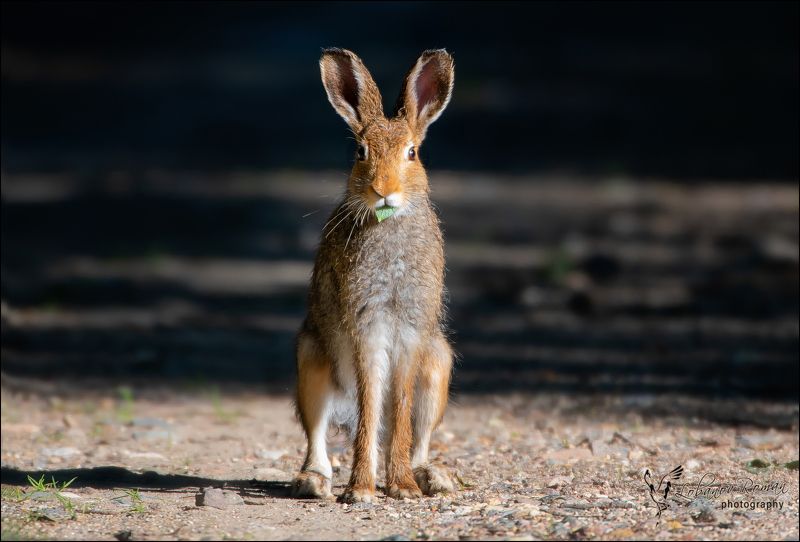 * * * фото превью