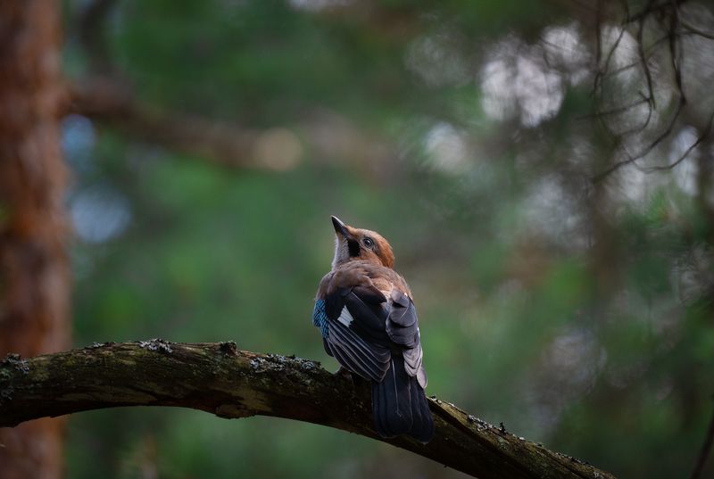 сойка, птицы, природа, животные, красота, лес Сойкаphoto preview