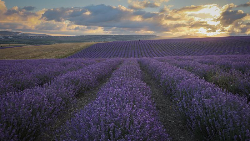 крым, пейзаж, лаванда, Крымский прованс. фото превью