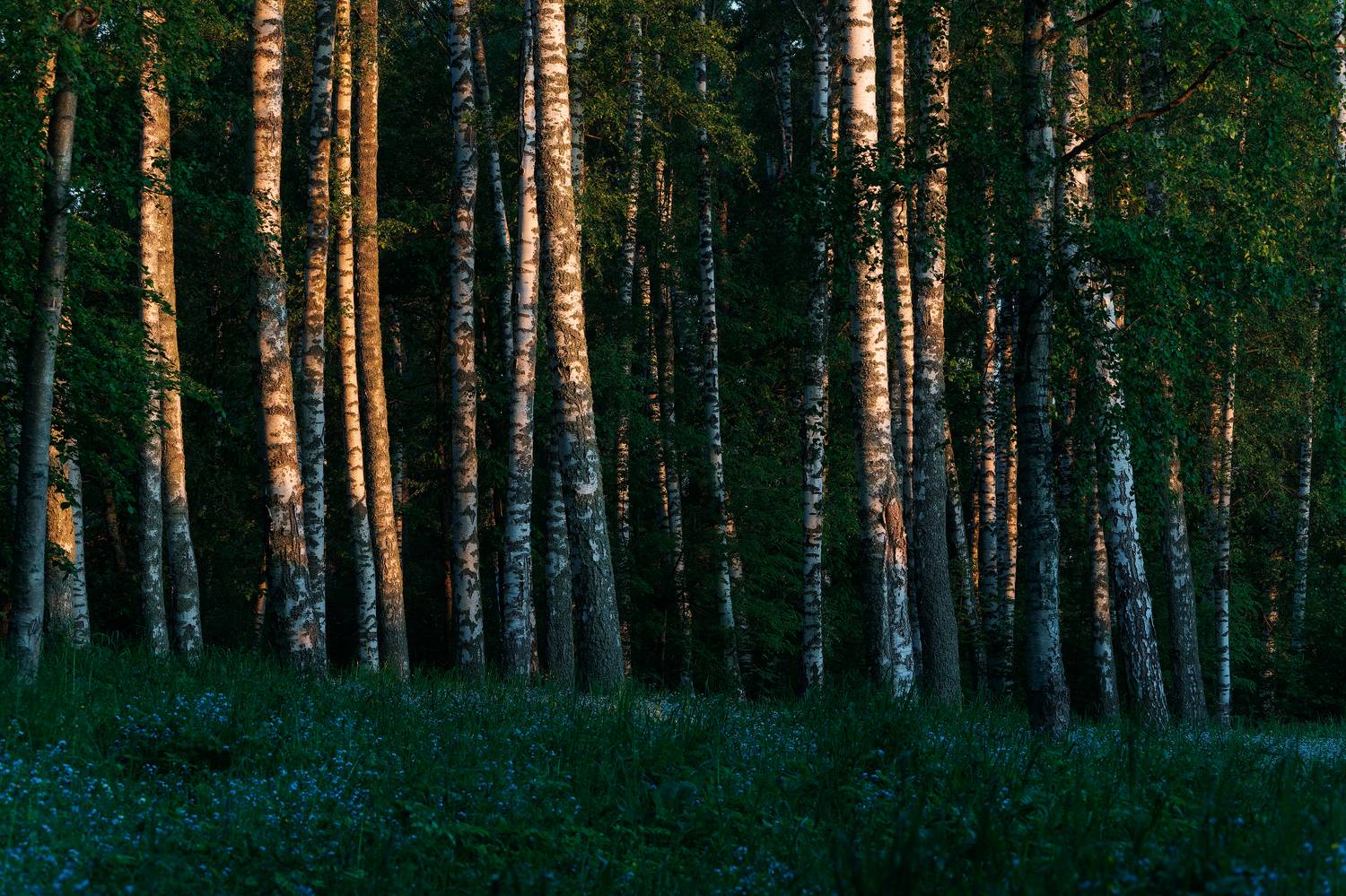 , Загруев Михаил
