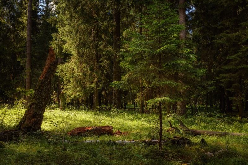 Солнечная поляна с упавшим деревомphoto preview