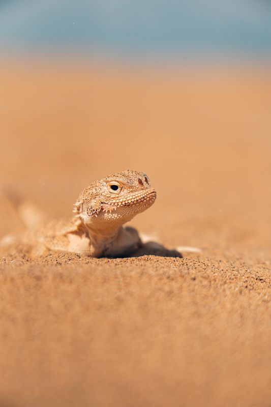 Обитатель песковphoto preview