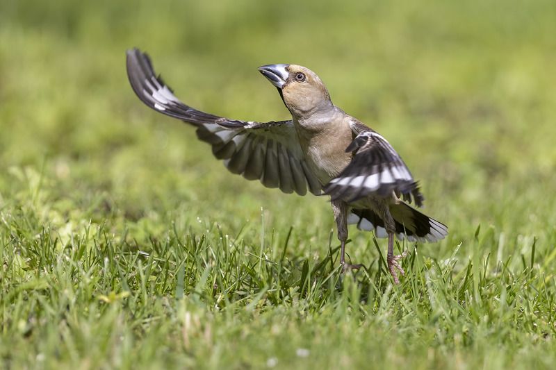 Птицы, Подмосковье На старт!photo preview