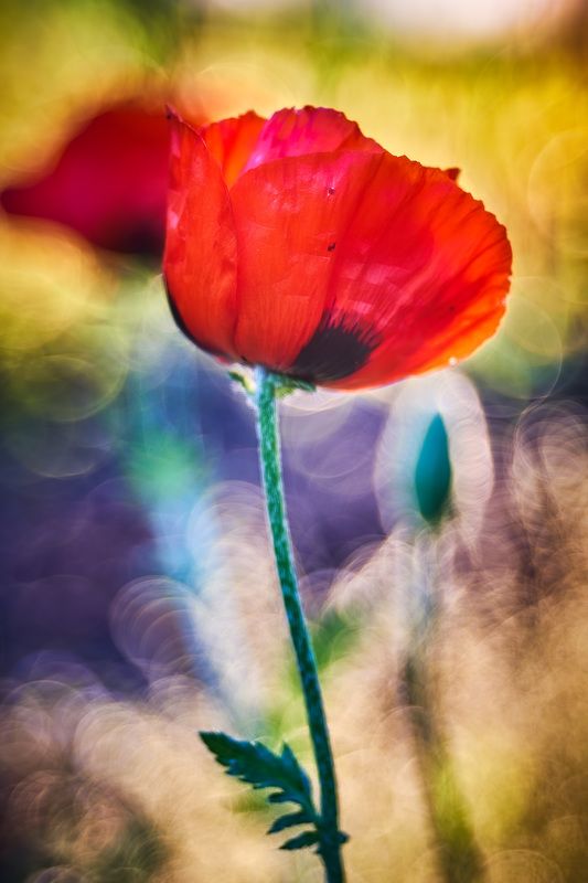 лето маки trioplan100/2.8  Краски летаphoto preview