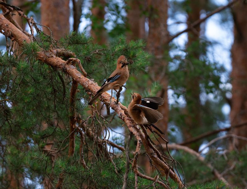 птицы, природа, лес, красота, сойки Выяснение отношенийphoto preview