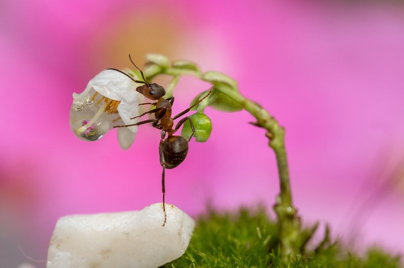 На одной лапкеphoto preview