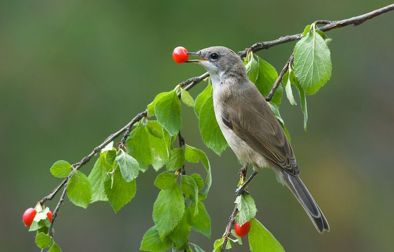 славка мельничек,вишня томентоза,бор Славкины ягодыphoto preview