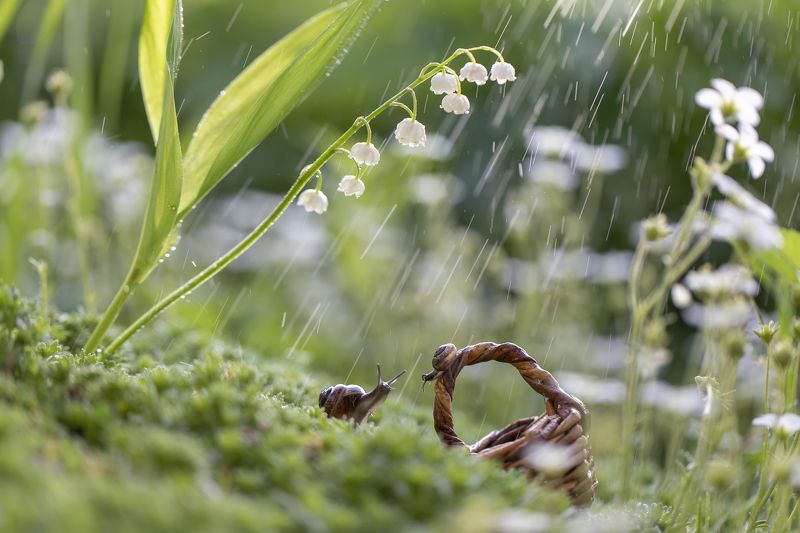 улитка, улитки, ланыш, дождь Просто летний дождь пошёл....photo preview