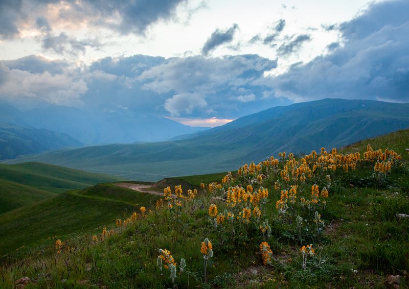 горы, облака, цветы, закат, казахстан, дорога, акшолак photo preview