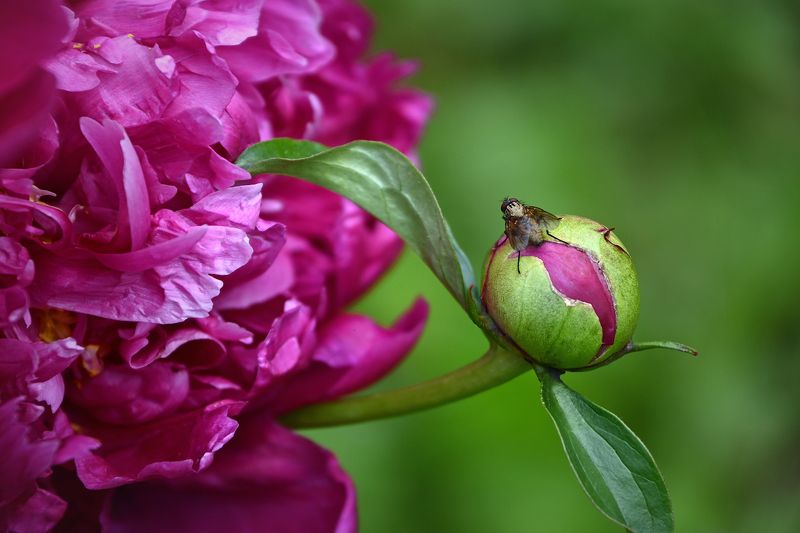 Кто цветочки любитphoto preview