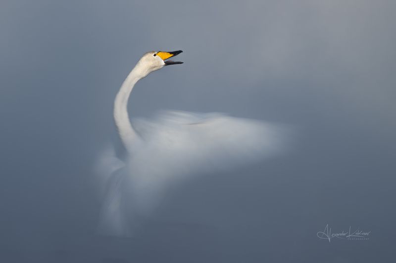 лебеди,утро,мороз,алтай Алтайский цветок... фото превью