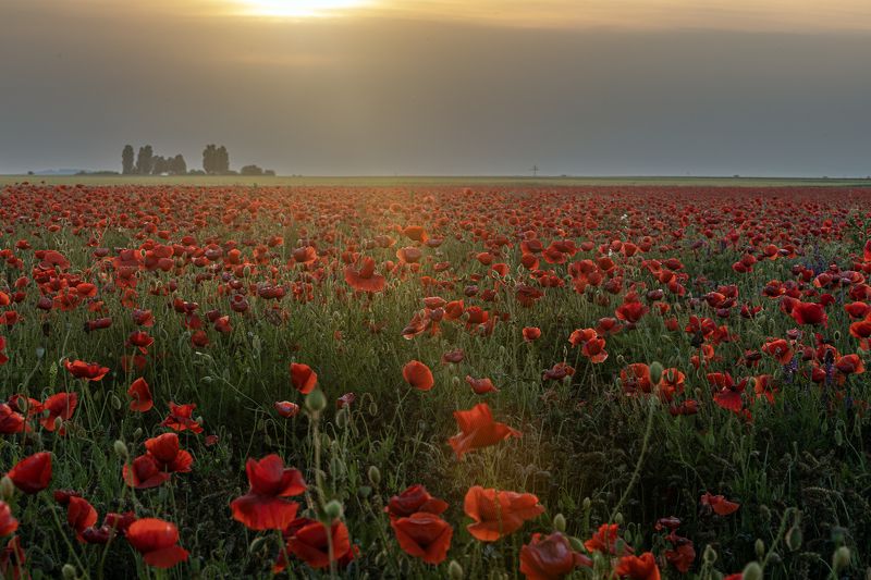 Poppy field during sunsetphoto preview