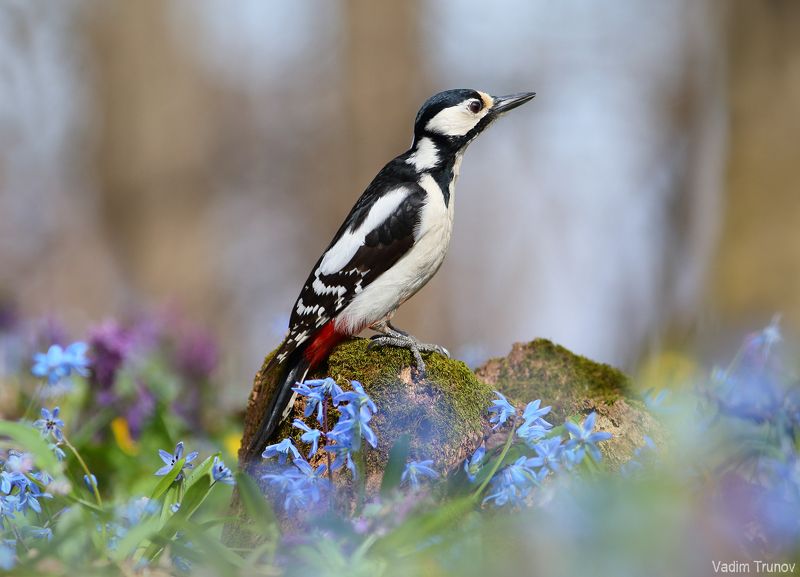 дятел, woodpecker ***photo preview