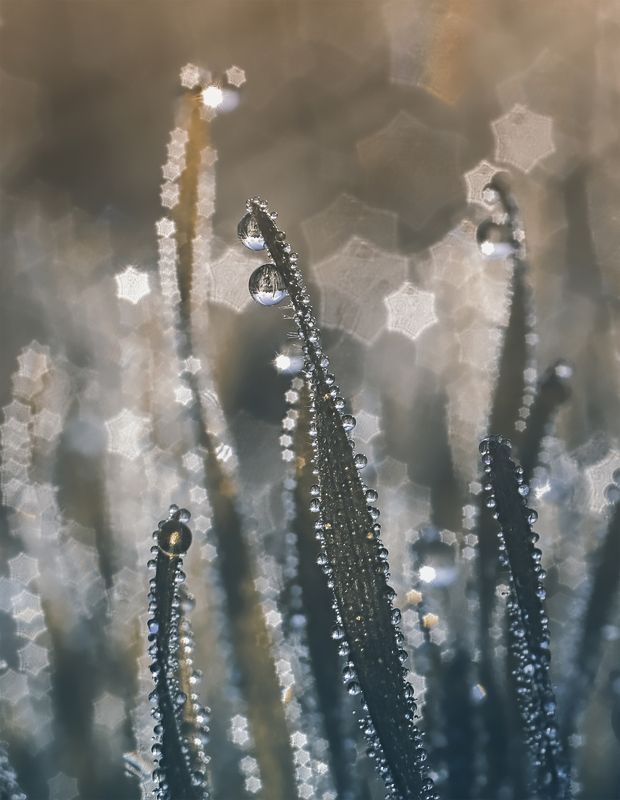 макро,капли,волна9,фуджи,красота,природа Хрупкость2 фото превью