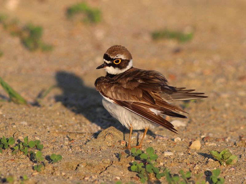 малый зуек, зуек, кулик, charadrius dubius, little ringed plover Зуек прихорашиваетсяphoto preview