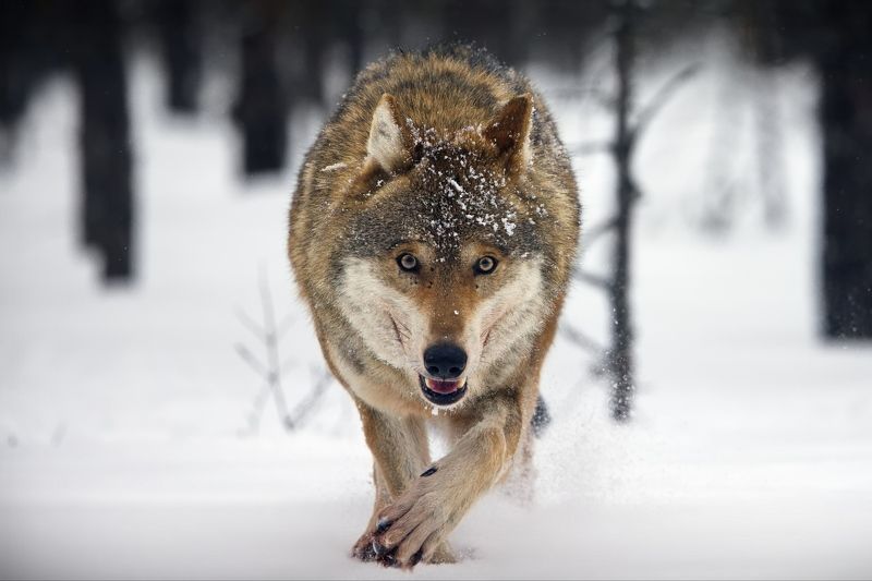 Придет серенький волчок. И ухватит за бочок...photo preview