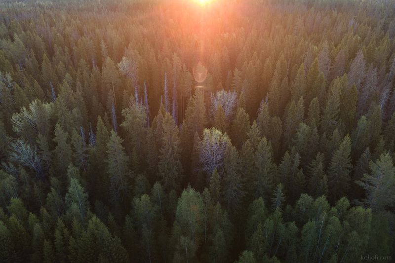 карельский перешеек, зелёный лес, ленинградская область Урочище Междуречьеphoto preview