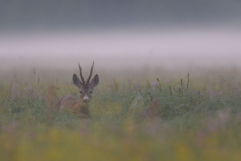 ssaki,las,natura,fauna,przyroda Kozioł photo preview