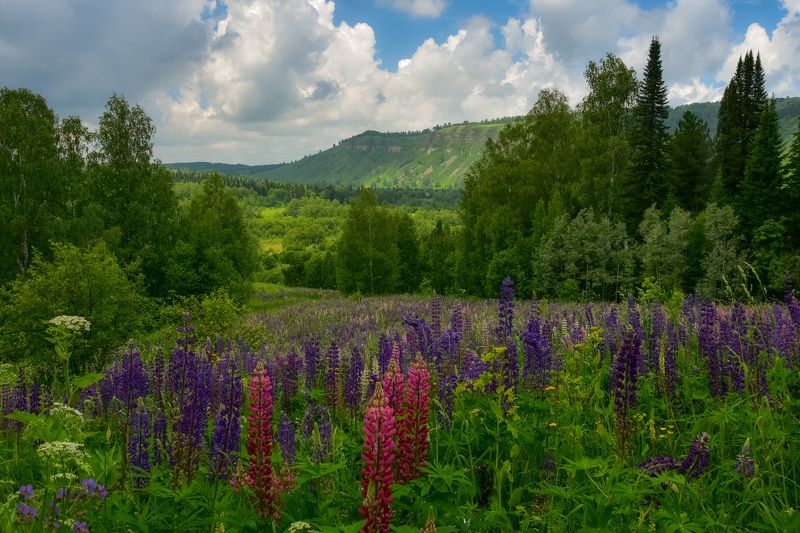 россия, кузбасс, подкатунь, лето, июнь, цветы, люпины, луга, лес, холм, катунские утёсы Царство люпиновphoto preview