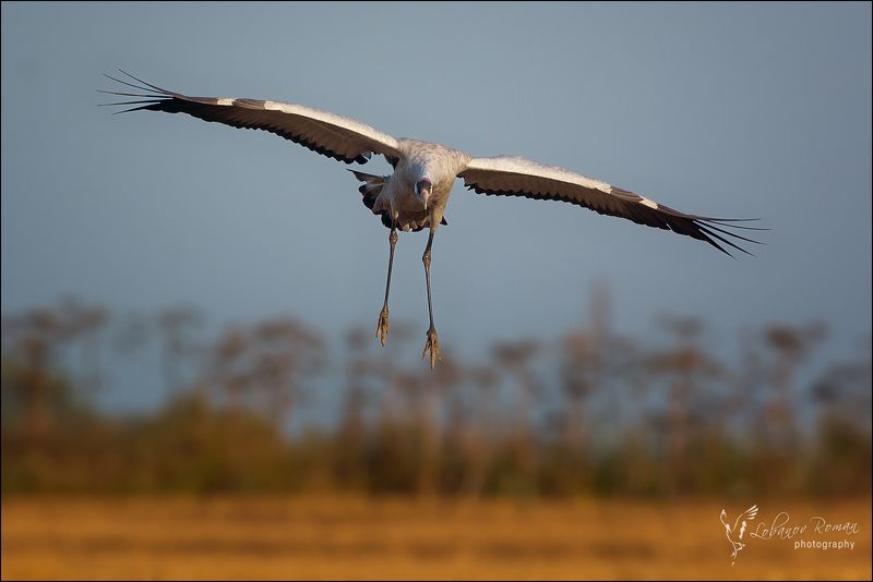 На посадку ...  фото превью