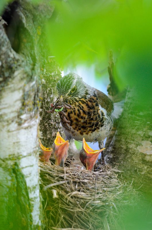 #дрозд #рябинник Обедphoto preview