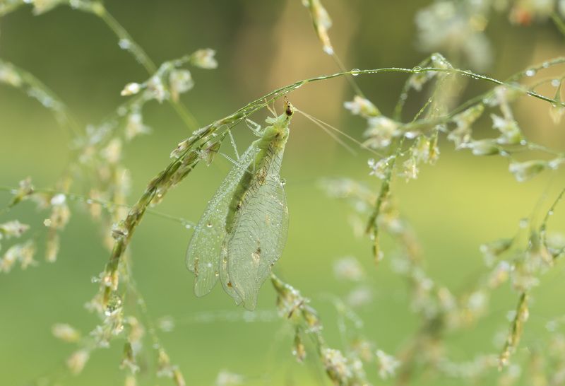 Златоглазкаphoto preview