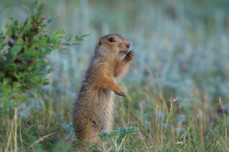 природа, животные, звери, млекопитающие, суслик, лето Летоphoto preview