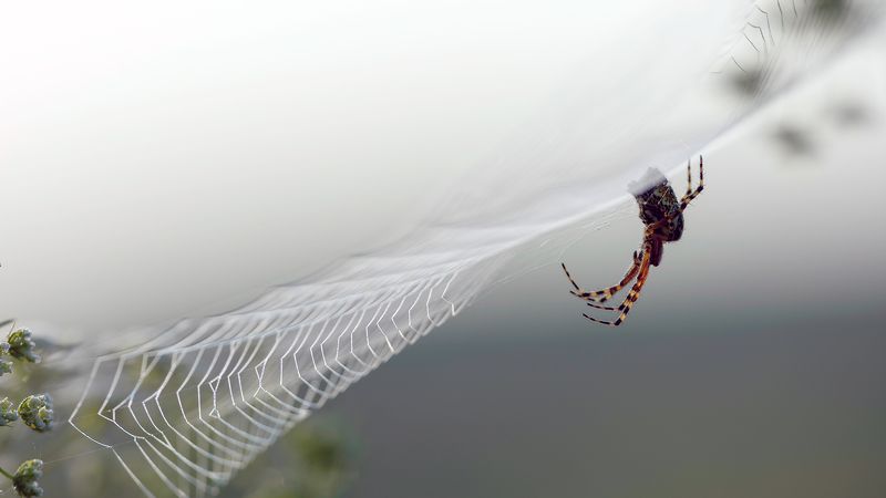 Spiderwebphoto preview