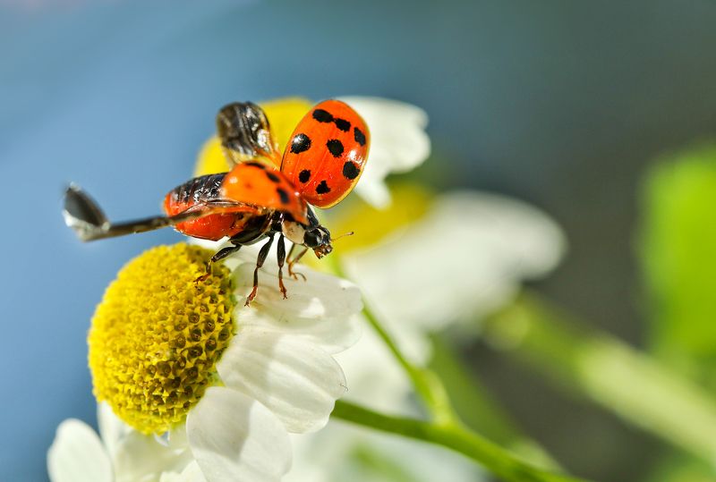 насекомые, божья коровка, ромашка photo preview