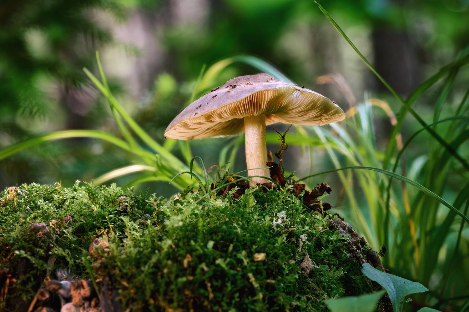 Автор: Нуждин Андрей , Нуждин Андрей