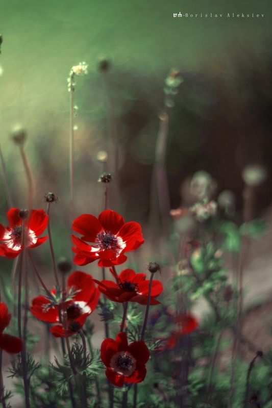 nature Red,flowers,bokeh,summer,exterior,green,nature, фото превью