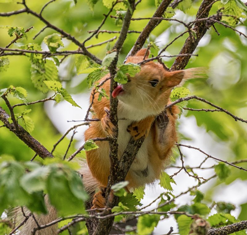 белка, польза, лес, вредители, борьба, А вы знали...??photo preview
