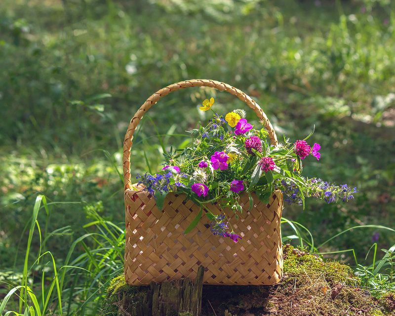 пленэр, натюрморт, лес, природа, цветы, грибы, земляника Июнь во всей красеphoto preview